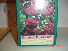 Climbimg Dublin Bay