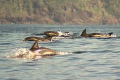common dolphin Azores1