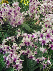 orchids 3
