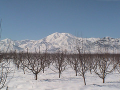 korce mtns and orchard with snow