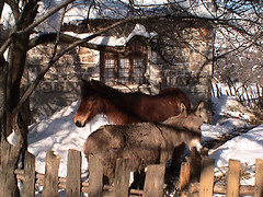 village donkeys and snow