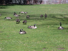 A flock of Canada Geese