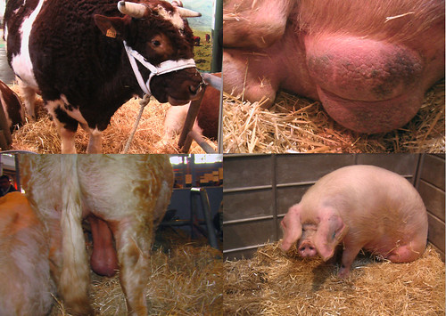 cows vs. pigs: balls