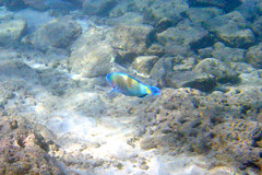 Christmas Wrasse or Parrot Fish?
