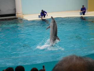 Dolphin in motion