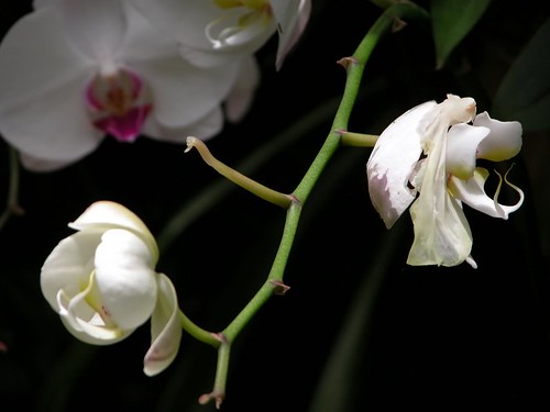 Orchid from Singapore Botanic Gardens #2