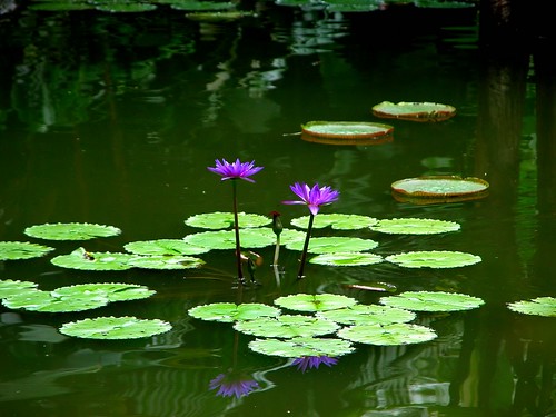 Lotus from Singapore Botanic Gardens