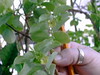 Breynia nivosa roseo-picta (phyllanthus)