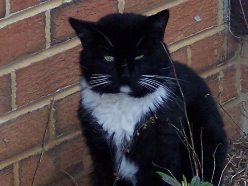 the neighborhood tuxedo cat sitting in the flower bed