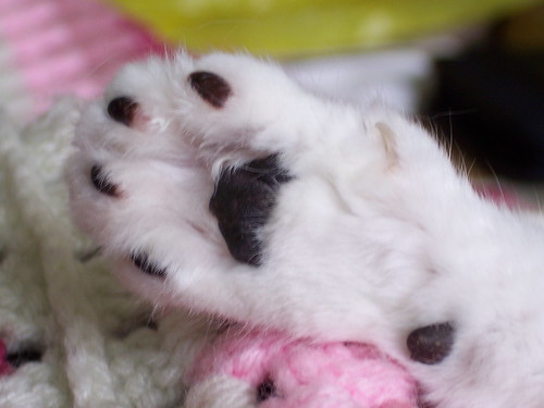 McCullough's paw