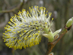 Pussy Willow © Roger Butterfield