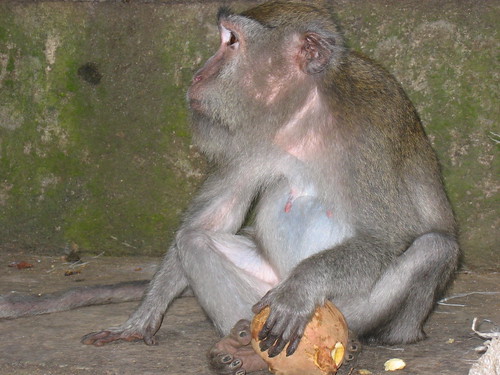 Macaque eating sweet potato