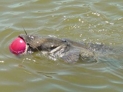 catfish with a basketball stuck in mouth