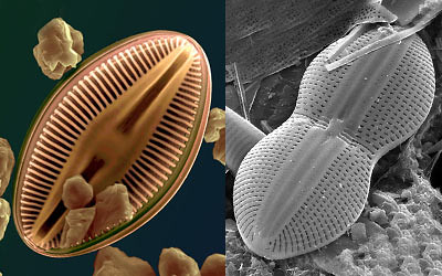 diatoms5
