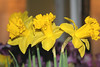 Daffodils - Three in a Row