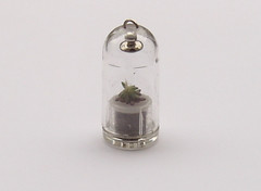 Plant in capsule