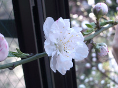 Cherry blossom 1