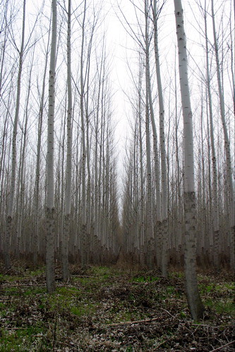 Oregon Dogwoods II by Terry Bain