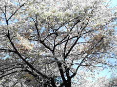 sakura at Sinjuku-Gyoen