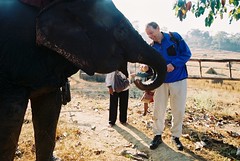 Feeding the elephant with bananas