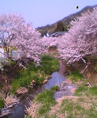More Sakura