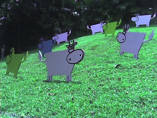 Cardboard cows