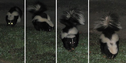 A skunk in time